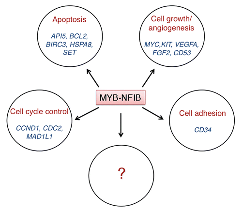 Figure 4 Confirmed MYB downstream target genes that are overexpressed in fusion-positive ACCs relative to normal salivary gland tissue.