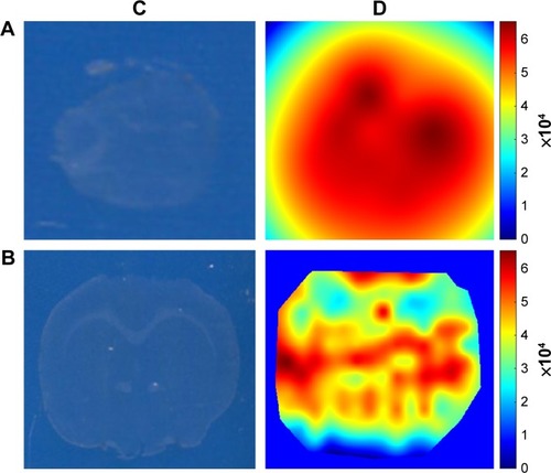 Figure 2 The spatial biodistribution of rotigotine in the brain in rats administered Lf-R-NPs.Notes: (A) LESA-MS/MS images of olfactory bulbs tissue sections after Lf-R-NPs dosing 0.5 hour. (B) LESA-MS/MS images of brain tissue sections after Lf-R-NPs dosing 0.5 hour. (C) Optical image obtained using an Epson Perfection V370 Photo scanner. (D) The calculated ion intensity heat map from Matlab.Abbreviations: LESA-MS/MS, liquid extraction surface analysis coupled with tandem mass spectrometry; Lf-R-NPs, lactoferrin-modified rotigotine nanoparticles; R-NPs, rotigotine nanoparticles.