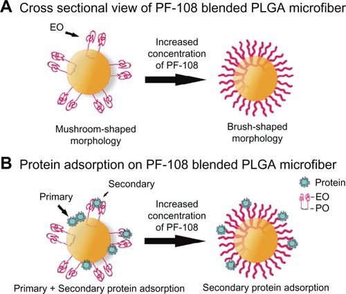 Figure 5 Schematic depicting the cross-sectional view of PF-108 conformation in/on PLGA microfiber surface. (A) Change in conformation of ethylene oxide units of PF-108 from mushroom-shaped to brush-shaped conformation with increase in surface density of PF-108 on PLGA microfiber surface. (B) Primary and secondary protein adsorption behavior on mushroom-shaped and brush-shaped ethylene oxide units.Abbreviations: PF, Pluronic® F; PLGA, polylactide-co-glycolide; EO, ethylene oxide; PO, propylene oxide.