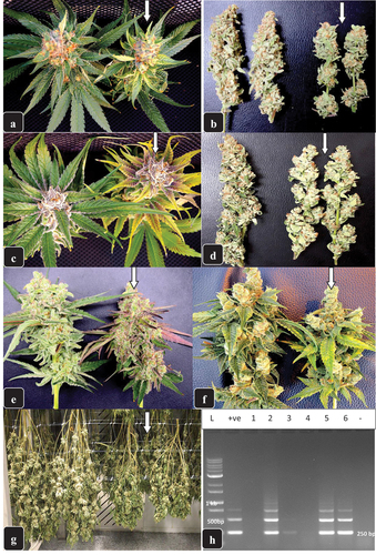 Fig. 6 Symptoms of Hop latent viroid infection on inflorescences of flowering plants of several genotypes of cannabis. (a) on ‘Powdered Donuts’, the infected inflorescence (arrow) is much smaller in size compared to the healthy sample (left) and has developed distinct yellowing of the inflorescence leaves. (b) dried inflorescence stems of ‘Powdered Donuts” showing a significant reduction in size and density as a result of HLVd infection (arrow) compared to the healthy sample (left). (c) on genotype ‘black Cherry’, the infected inflorescence (arrow) develops an intense yellow colour on the inflorescence leaves with purple pigmentation on the most inner leaves compared to a healthy sample (left). (d) dried inflorescence stems of ‘black Cherry’ showing a significant reduction in the size and density as a result of HLVd infection (arrow) compared to a healthy sample (left). (e) on genotype ‘Mac-1’, the infected inflorescence (arrow) is reduced in size and has developed a purple pigmentation on the inflorescence leaves compared to a healthy sample (left). (f) reduced size of the inflorescence of ‘Mac-1’ due to infection (arrow) and yellowing of the inflorescence leaves compared to a healthy sample (right). (g) the appearance of whole dried cannabis plants harvested and hung upside down showing all inflorescence stems produced from a healthy plant of genotype ‘Mac-1’ (left) and a plant infected by HLVd (right). The stem lengths are reduced and the tissues are slightly darker green on the infected plant (arrow). (h) RT-PCR gel showing the presence of the characteristic bands of HLVd in dried cannabis inflorescence samples. Three out of 6 samples were shown to contain the viroid (lanes 2, 5, 6). A very faint band was seen in lane 3.