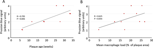 Figure 4 Correlations of iron content with plaque age (A) and mean macrophage burden (B).
