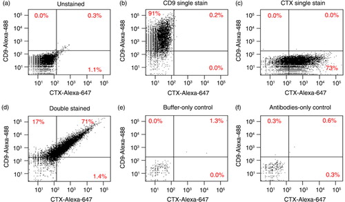 Fig. 1.  FAVS identification of DiFi exosomes containing CD9 and EGFR using directly labelled primary antibodies. (a–d) Exosomes purified by sequential ultracentrifugation from DiFi conditioned medium were stained and subjected to FAVS analysis (Materials and Methods). Samples were unstained (a), single stained with an Alexa-488-labelled CD9 antibody (b), single stained with Alexa-647-labelled cetuximab (CTX) for EGFR (c) or simultaneously stained with both primary labelled antibodies (d). In (a)–(d), dot plots show fluorescent intensities of 10,000 events; maximal acquisition time was 6 sec and sample pressure was < 3. In (e) and (f), dot plots represent 1 min of acquisition at maximal sample pressure (set to 11) with buffer only (e) or antibodies only (f). Percentages of gated populations are shown.