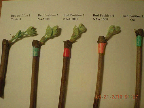 FIGURE 8 ‘Edelweiss’ single-bud cuttings showing no bud break at bud position five by using oil applications (far right) and the non-treated control at bud position one (far left) showing more advanced bud break stage than NAA at the three concentrations applied: 500, 1000, and 1500 ppm (color figure available online).