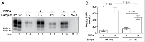 Figure 1. In vitro amplification of hamster adapted TME. (A) HY TME and DY TME were diluted in hamster brain homogenate and subjected to 144 cycles of 5-second sonication and 10 minute incubation. Following PK digestions, Western blot analysis show amplification of PrPSc when compared to their unsonicated controls (lanes 3–4 vs. 5-6 for HY TME and lanes 7-8 vs. 9-10 for DY TME). HY TME amplifies more efficiently than DY PrPSc (compare lanes 5-6 vs. 9-10). Mock: mock infected negative control (lanes 11–12). The migration of the 19 and 21 kDa unglycosylated PrPSc polypeptides is indicated on the left of panel A. (B) Bar graph comparing the relative PrPSc intensity before and after PMCA using HY TME or DY TME as a PrPSc seed (n = 5 per experimental group).