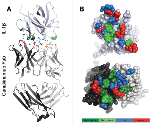 Figure 1. Overall view of the canakinumab Fab complex with human IL-1β (A). The complex is shown in cartoon representation with the Fab heavy and light chain in dark and light gray, respectively, and IL-1β in light violet. The paratope residues are colored red (heavy chain) and orange (light chain), and epitope residues are in green. Blue spheres represent water molecules at the antibody-antigen interface. (B). Open book view of the antibody (lower picture)- antigen (upper picture) interface. Epitope and paratope residues are colored according to their physico-chemical properties: large hydrophobic/aromatic (deep green), small hydrophobic (light green), polar (blue) and charged (red).