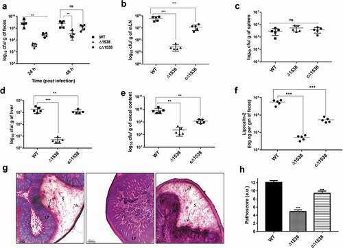 Figure 6. SEN1538 deletion impairs systemic survival and colonization in vivo. Streptomycin-treated C57BL/6 mice (n = 5) were infected with ~107 cfu of WT, Δ1538, the complemented strain cΔ1538 and PBS (negative control) by oral gavage. (a) Bacterial loads in the feces were enumerated at 24 h and at 48 h post-infection (p.i.). (b-e) Organ loads infected with WT, Δ1538 and cΔ1538 were enumerated at 72 h p.i. Mice groups were euthanized and the bacterial load in organs (b) mesenteric lymph node (mLN) (c) spleen (d) liver and (e) cecal content were determined. (f) Lipocalin-2 concentrations from mice feces supernatant were monitored by ELISA. Bar indicates median. (g) Hematoxylin & Eosin (H&E)-stained representative cecum tissue sections (size: 5 µM) from each group of mice showing induced cecal inflammation from WT, Δ1538, and cΔ1538 (left to right). L, lumen; LP, lamina propria; S, submucosal edema. Bars, 200 µM. (h) Cecal pathoscores were obtained by examining the H&E stained cecal tissue sections from each mouse of all groups. Data were represented as mean ± SD. Statistical significance: ns, not significant P ≥ 0.05; *P < 0.05; **P < 0.01; ***P < 0.001; Mann–Whitney U test (Figure 6(a,b,c,d,e,h)); One-way ANOVA (Figure 6(f))