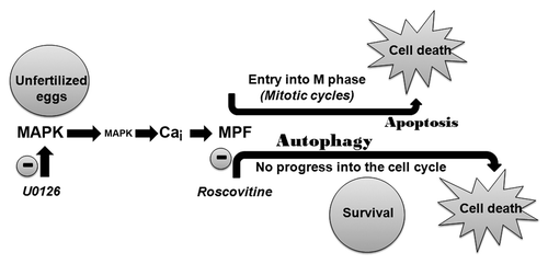 Figure 11. Apoptosis or autophagy can be induced in the unfertilized egg after inactivation of MAPK1/3. A Ca and MPF-dependent pathway drives the egg through mitotic cycles that culminate in apoptosis. Inhibiting MPF delays cell death by diverting the egg through an autophagy program.