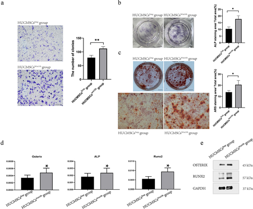 Figure 4. HUCMSCsWnt10b enhanced the migration and osteogenic differentiation of periosteal stem cells (PSCs). (a) The migration ability of PSCs was assessed by Transwell™ assay. PSCs were seeded into the upper chambers of Transwell™ at 2,000 cells/mL, then HUCMSCsEmp-conditioned medium or HUCMSCsWnt10b-conditioned medium was added to the lower chamber. After 24 hours, cells on the lower surface of the Transwell™ membrane were stained with crystal violet. The number of colonies was quantified using Image J (n = 3, mean ± SEM, **: P < 0.01, by Student’s t test, results are representative of at least three independent experiments, scale bar = 200 μm). (b) PSCs were treated with HUCMSCsEmp-conditioned medium or HUCMSCsWnt10b-conditioned medium and stained for alkaline phosphatase (ALP) at 7 days. The area of ALP staining was analyzed using ImageJ. (scale bar = 0.5 μm). (c) PSCs were treated with HUCMSCsEmp-conditioned medium or HUCMSCsWnt10b-conditioned medium, then used for alizarin red (ARS) staining at 28 days. Plate view (top) and microscopic view (bottom) of ARS staining are shown. In addition, the area of mineralization was measured using ImageJ. (scale bar = 0.5 μm (top picture), scale bar = 200 μm (bottom picture)). (d) Expression of the osteogenic genes ALP, RUNX2 and Osterix was assessed by RT-PCR. (e) The expression of osteogenic-related proteins (RUNX2 and Osterix) in PSCs was detected by western blotting. (n = 3, mean ± SEM, *: P < 0.05, **: P < 0.01, by Student’s t test, results are representative of at least three independent experiments).