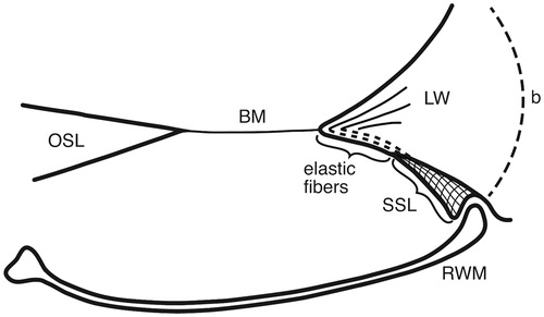 Figure 6. Drawing showing the principal arrangement of the BM and its attachment to the LW at the RWM in a human cochlea. The BM contains radial fibers which reach the BC and radiate into the SL. Fibers express the elastin path between the BC and the SSL. (b: bone; for other abbreviations, see legend to Figure 1).