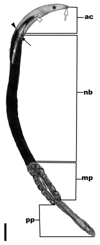 Figure 14 (A) Electron and light micrographs of meiosis metaphase 1 in the testis of the Northern Copperhead Snake (Agkistrodon contortrix). Note the thick spindle fiber microtubules (white arrows) and the aligned chromosomes (black arrow). The light micrographs on the right represent the size difference between meiosis metaphase 1 (M1) and meiosis metaphase 2 cells (M2). There is not only a size difference but also about half the amount of chromatin can be seen in the M2 cell compared to the M1 phase. ss, secondary spermatocyte. Light: Bar = 15 µm, TEM: Bar = 5 µm. (B) Electron and light micrographs of secondary spermatocytes within the seminiferous epithelium of the American Alligator (Alligator mississippiensis). These spermatocytes are large with vacuolated mitochondria (black arrowheads), and a small nuage that is visible via both light and electron microscopy (black arrows). Nucleolus, white arrow. The inset (Bar = 5 µm) shows size differences between secondary spermatocytes (SS) and Step 1 spermatids (S1). Note that both cell types share the common feature of a nuage (black arrows), which is also found in the other steps of spermiogenesis. Also labeled in the inset are: step 5 spermatid, S5; electron lucent nuage, white arrowhead; and a developing residual body, white arrow.