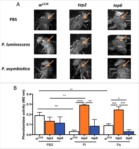 Figure 7. Melanization response and PO activity are elevated in D. melanogaster tep2 mutants upon Photorhabdus infection. (A) Melanization of the wound site in tep2 and tep6 loss-of-function mutant flies and their background control strains (w1118) is shown at 10X magnification 3 h after injection with PBS, P. luminescens or P. asymbiotica bacteria. Arrows indicate the site of injury. (B) PO activity in the hemolymph plasma of tep2, tep6 mutants and control flies (w1118) at 3 hpi with PBS, P. luminescens (Pl) or P. asymbiotica (Pa) (n = 20 flies) as measured by the optical density at 492 nm after incubation with L-Dopa. Values represent the means from 3 biologic replicates and error bars represent standard deviations. Significant differences are indicated with asterisks (#p < 0.05, ##p < 0.01, ###p < 0.001, ####p < 0.0001). The means from 3 independent experiments are shown and error bars represent standard deviation