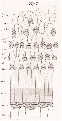 Figure 1. Surface pattern of the human cochlea (from Retzius 1884) (Citation1).