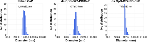 Figure S5 Hydrodynamic size distribution of naked CaP and ds CpG-B72-PD complexed with CaP.Notes: Naked CaP, ds CpG-B72-PD/CaP, and ds CpG-B72-PD-CaP were collected by centrifugation at 15,000× g for 15 min at 4°C, and then resuspended in pure water at a concentration of 850 μg CaP/mL. Size distribution was measured at 25°C after sonication for 1 min.Abbreviations: CaP, calcium phosphate; ds, double stranded; CpG-B, class B CpG; CpG, cytosine-guanine; PD, phosphodiester.