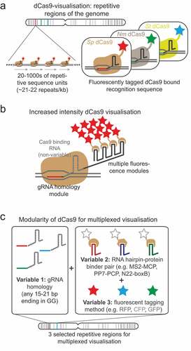 Figure 3. Visualizing genomic locations directly through dCas9 technologies.