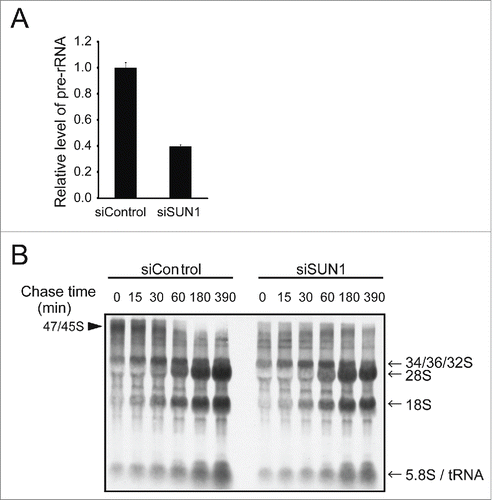 Figure 4. Depleting SUN1 suppresses rRNA synthesis but not rRNA processing. (A) The levels of pre-rRNAs in the indicated MCF10A cells were quantitated using real-time PCR with primers specific for the 5′ external transcribed spacer region of pre-rRNA. Values represent the mean ± SD for triplicates. (B) Cellular RNAs were pulse-labeled with 3H-UTP for 2 h and chased with nonradioactive UTP for the indicated period. Total RNAs were isolated and separated on the agarose gel. Positions of the nascent (47S/45S), intermediate (32S) and 28S and 18S rRNAs are indicated next to the gel.