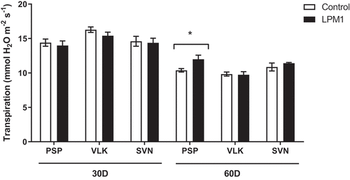 Figure 8. Transpiration of bell pepper varieties under shade house conditions. (PSP) Prosperity, (VLK) Valkiria, and (SVN) Sven at 30 and 60 days after inoculation with Bacillus subtilis LPM1 (black bars) and uninoculated control (white bars). Level of significance: *, p ≤ 0.05; one-way ANOVA.