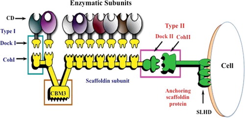 Figure 2. General schematic diagram of the cellulosome and structural units.