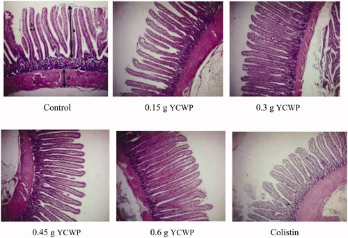Figure 1. Effect of yeast cell wall product (YCWP) and antibiotic on jejunal histological changes in broilers at 40 d of age. Arrows: (a) villus height; (b) villus width; (c) crypt depth; d: muscle thickness.