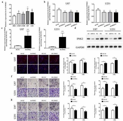 Figure 2. Overexpression of IP6K2 could promote cells to proliferate, migrate and invade A The mRNA expression of IP6K2 in glioma cells and normal control cells was detected by RT-PCR; B U87 and U251 were down-regulated by small interfering RNA (sh-IP6K2-1, sh-IP6K2-2 and sh-IP6K2-3) The expression of IP6K2 in the cells was verified by RT-PCR; C The expression of IP6K2 in U87 and U251 cells was up-regulated by overexpression plasmids and verified by RT-PCR; D Staining efficiency was verified by Western blot experiments for the conversion of sh-IP6K2-1 and OE-IP6K2; E The effect of IP6K2 on the proliferation of U87 and U251 cells was tested by EdU experiment. (Magnification: 200X) F-G Transwell experiment was conducted to detect changes in cell migration and invasion ability after inhibiting or overexpressing IP6K2 in U87 and U251 cell lines. (Magnification: 200X) *p < 0.05; ** p < 0.01.