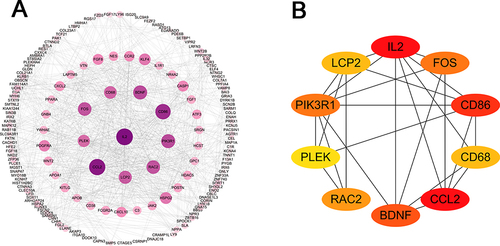 Figure 5 PPI network of DEGs extracted by MCODE. (A) The interaction network between proteins coded by DEGs was comprised of 416 nodes and 890 edges. The larger and darker the circle, the more important the gene. (B) Interaction of top 10 genes calculated by MCODE.