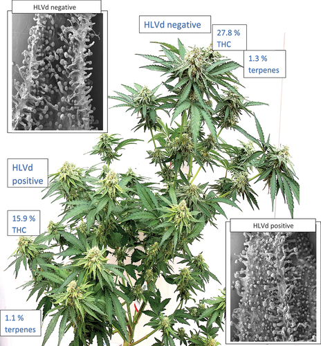 Fig. 10 A direct comparison of the impact of Hop latent viroid infection on two different branches of the same cannabis plant genotype ‘Powdered Donuts’. On the branch on the bottom left of the plant, symptoms of infection include reduced inflorescence stem growth and yellowing of the inflorescence leaves, as well as reduced inflorescence size. These tissues were confirmed to contain HLVd by RT-PCR. On the upper right branch, normal development includes longer inflorescence stems with fully developed inflorescences. The tissues were confirmed to be negative for HLVd by RT-PCR. The numbers in boxes denote the THC and terpene levels in dried inflorescence samples taken from each respective branch. The insets show scanning electron microscope images of the lower bract surface on inflorescences from HLVd-negative (top) and HLVd-positive (bottom) branches of the plant. The differences in trichome development can be seen.