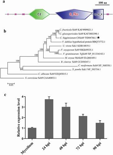 Fig. 1 (Colour online) Functional domains, phylogenetic tree and expression of ChSch9. (a) Domain structures of ChSch9 as annotated by SMART. (b) Neighbour-joining tree of ChSch9 in Colletotrichum higginsianum and other selected fungi, including some model and pathogenic fungi. All the sequences were downloaded from NCBI and their accession numbers are shown following the gene names. The numbers at branch nodes are bootstrap percentages out of 1000 replicates. (c) Expression profiles of ChSch9 relative to actin gene (CH063_05065) from C. higginsianum was used for normalization of expression in Mycelium from PDB culture and at different infection stages on Arabidopsis (24, 48, 72 and 90 hpi) by qRT-PCR. Relative abundance of ChSch9 transcripts during infectious growth was normalized by comparing with vegetative growth in PDB (relative expression level = 1, hyphae used as reference sample and normalized with actin gene). Three independent biological experiments with three replicates in each treatment were performed. Error bars represent the standard deviation