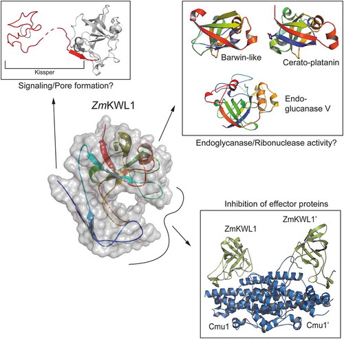 Figure 1. Versatility of kiwellin proteins. Kiwellin proteins have been described as modular, with the kissper peptide being cleaved. The double-ɸ -barrel has a high structural homology to barwin-like, cerato-platanin and endoglucanase V proteins while the loops protruding from the barrel mediate the interaction with effector proteins in the case of Cmu1.