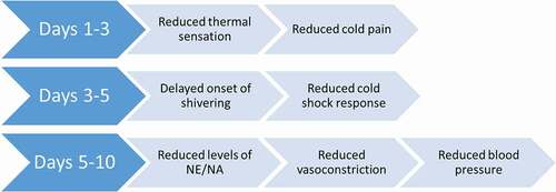 Figure 3. Timeline of changes in perceptual and physiological responses due to cold habituation.