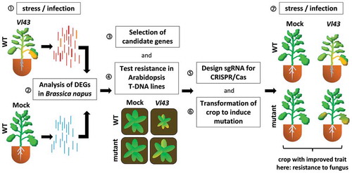 Figure 1. Simplified pipeline to identify candidate genes encoding novel susceptibility factors by functional genomics, for details see text.