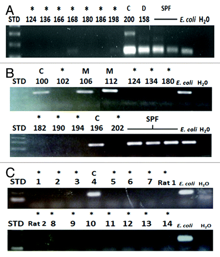 Figure 2. Agarose gel electrophoresis of PCR products of DNA isolated from rodent feces. (A) 8 National Gnotobiotic Rodent Resource Center (NGRRC) isolators that were thought to be GF were screened with 16S rRNA (rRNA) polymerase chain reaction (PCR) of mouse fecal DNA. Bacterial contamination was detected in isolator 200. Dual-associated mouse fecal DNA from isolator 158, SPF mouse fecal DNA and Escherichia coli genomic DNA served as positive controls for these PCR assays. (B) 12 NGRRC gnotobiotic isolators were blindly screened with 16S rRNA PCR of mouse fecal DNA. Fecal DNA isolated from mice from four isolators amplified: Fecal DNA from mice in isolators 106 and 112, which were subsequently revealed to be monoassociated and fecal DNA from mice in isolators 100 and 196, which were ex-GF isolators that had been recently determined to be spontaneously contaminated. SPF mouse fecal DNA and E. coli genomic DNA served as positive controls for these PCR assays. (C) 14 mouse (lanes marked 1–14) and two rat (lanes marked Rat1 and Rat2) isolators at the Gnotobiotic Animal Core (GAC) of the Center for Gastrointestinal Biology and Disease (CGIBD) at North Carolina State University were blindly screened with 16S rRNA PCR of rodent fecal DNA. The GF status of 15 of these isolators was confirmed, as was the recently-contaminated status of ex-GF isolator #4. E. coli genomic DNA served as positive controls for these PCR assays. STD, 100 base pair ladder; *, GF; C, spontaneously contaminated ex-GF; D, dual-associated; E. coli, E. coli genomic DNA; H20, water negative control template; M, monoassociated.