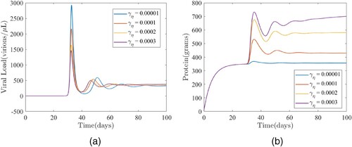 Figure 6. The impact of the protein intake (γη) on (a) the viral load and (b) total protein. (a) Time series plot of the model (Equation1(1) dTdτ=rη−ρ(η)TV−dT,dTidτ=ρ(η)TV−δTi−ψ(η)TiZ,dVdτ=pTi−cV−μVηV,dZdτ=λzη+bTiZ−μzZ,dηdτ=λη−μηη+γηηV.(1) ) showing the effects of the enhancement rate of protein by the virus (γη) on the viral load (V). The values of the other parameter used for the simulations are as given in Table 2. (b) Time series plot of the model (Equation1(1) dTdτ=rη−ρ(η)TV−dT,dTidτ=ρ(η)TV−δTi−ψ(η)TiZ,dVdτ=pTi−cV−μVηV,dZdτ=λzη+bTiZ−μzZ,dηdτ=λη−μηη+γηηV.(1) ) showing the effects of the enhancement rate of protein by the virus (γη) on the total protein level (η). The values of the other parameter used for the simulations are as given in Table 2.