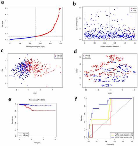 Figure 2. Prognostic analysis of the 5-gene signature model. a. The distribution and median value of the risk scores. b. The distributions of OS status, OS and risk score. c. PCA analysis of the TCGA cohort. d. t-SNE analysis of the TCGA cohort. e. Kaplan–Meier curves of the OS in the two groups. f.AUC of time-dependent ROC curves evaluated the prognostic capacity of the risk score