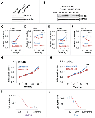 Figure 8 (See previous page). Inhibition of HDAC5 suppresses tumor cell proliferation under hypoxic conditions. (A) CRISPR-based knockdown of HDAC5 in Hep3B. (B) HDAC5 knockdown in Hep3B cells attenuates nuclear accumulation of HIF-1α. Control Hep3B or HDAC5 KD#5 cells were exposed to 1% O2 for 0, 3 and 6 h prior to nuclear extract preparation. HDAC2 were used as loading control. (C-F) Effects of HDAC5 knockdown on Hep3B cell survival and proliferation under hypoxic and/or low glucose conditions. HDAC5-KD or control Hep3B cells were seeded into 96-well microplates, each condition with 6 replicates. One microplate was measured 4 h after seeding. Other microplates were incubated in 21% or 1% O2 with indicated glucose concentrations and cell numbers were determined after 48 and 96 h culture. Both HDAC5-KD lines were tested and results are similar; and data from KD#5 cells are shown. (G, H) SiRNA-based HDAC5 knockdown represses HeLa cell proliferation under hypoxic conditions. HeLa cells were treated with HDAC5 siRNA or control siRNA. After 24 h and seeded into 96-well microplates, allowing 8 replicates for each experimental condition. One microplate was measured 4 h after seeding. The other microplates were cultured in 21% (G) or 1% (H) O2. Cell numbers were determined at 24, 48 or 72 h. (I, J) The inhibitory efficacy of HDACIs on tumor cell proliferation positively correlates to HDAC5 inhibition. Hep3B cells were seeded into 96 well microplates and cultured with various concentrations of LMK235 (I) or TSA (J) for indicated time. Cell proliferation inhibition was expressed as a percentage of the cell numbers obtained, with DMSO-treated negative control samples as 100%.