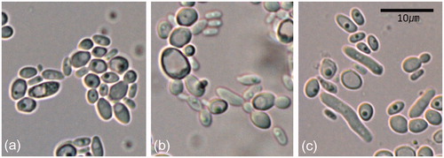 Figure 1. Cyberlindnera fabianii. (a) and (b) budding cells, (c) pseudohyphae. Scale bars = 10 μm.