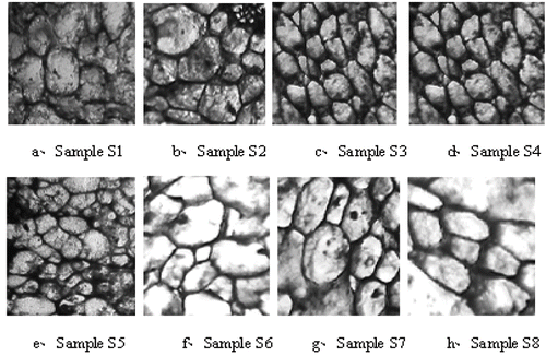 Figure 6 Light micrograph of frozen kiwifruit slices (×100). For S1 to S8 refer to Table 1.