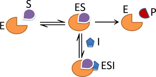 Figure 3. Uncompetitive inhibition.