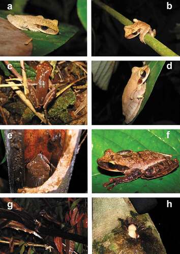 Figura 3: Variación fenotípica de adultos encontrados en el presente estudio. A y B – machos en reposo. C – Macho activo saltando fuera de un culmo de bambú. D – hembra en reposo. E – Macho vocalizando dentro de un culmo de bambú. F – hembra (UFAC-RB 4798) con coloración más oscura. G – macho vocalizando fuera de un culmo de bambú. H – macho vocalizando en hueco de árbol
