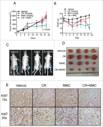 Figure 6. Crizotinib and MMC show synergistic efficacy in-vivo using the HT-29 CRC xenograft model. HT-29-luciferase xenografted tumors were established in nude mice. Mice were then treated with 10 mg/kg crizotinib oral gavage daily or with 2 mg/kg MMC I.P. on days 1, 4, 7, 10 and 13 or treated with the combination of the 2 drugs. (A) Relative tumor growth curve shows inhibition of tumor growth in the group of mice that received the drug combination in comparison to each drug alone or vehicle group (p = 0.0088). (B) Weight measurements of mice during the treatment period, show no significant weight loss in the treated groups compared with control vehicle group. (C) Representative bio-luminescence images of one mouse per group on the last day of treatment (day 26). (D) Photographs of extracted tumors on the last day of the experiment. (E) Ki67 immunohistochemistry staining of representative samples from each group.