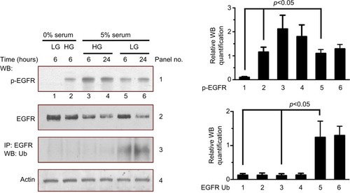 Figure 2 High glucose induces EGFR activation in MDAMB231 cells.