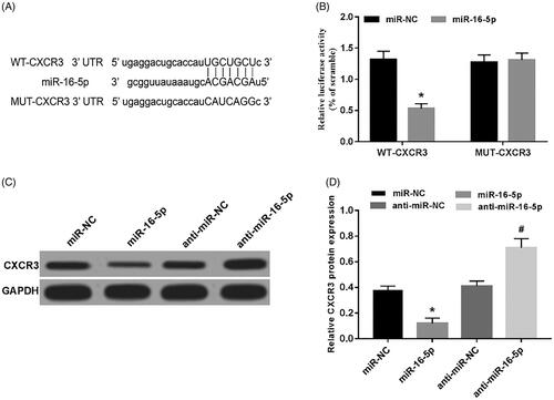 Figure 5. miR-16-5p targets CXCR3. (A) The 3'UTR of CXCR3 contains a nucleotide sequence complementary to miR-16-5p; (B) the effect of miR-16-5p on the fluorescence activity of lung cancer cells; (C,D) miR-16-5p regulates the protein expression of CXCR3, compared with miR-NC group, *p < .05; compared with anti-miR-NC group, #p < .05.