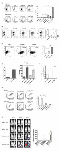 Figure 1. Identification and characterization of cancer stem-like cells from a murine ovarian cancer cell line- ID8. (a) Representative flow data and depicted statistical bars shows that SCA-1+ ID8 cells was enriched following long-term culture with chemotherapeutic agent (p < .001, bulk cells in normal [Bulk ID8] vs cisplatin-containing medium [CR bulk ID8]) or spheroid culture (p < .01, bulk vs spheroid culture [Spheroid ID8]), and both (p < .001 and p < .0001, spheroid cells in normal [Spheroid ID8] vs taxol [TR Spheroid ID8] vs cisplatin [CR Spheroid ID8] containing medium). (b) One representative flow data and depicted statistical bars indicated the proportion of SCA-1+ cells was increased by sequential spheroid culture of ID8 cells, and cell attachment to type IV collagen-coated dishes reversed the enrichment of SCA-1+ cells (bar graphs: average values of triplicate experiments; 10.46% to 31.82% to 44.25%, P2 to P3 to P4, respectively, p < .001, one-way ANOVA). SCA-1+ cell percentages decreased abruptly once suspended spheroid ID8 cells adhered to type IV collagen-coated dishes (44.25% vs. 12.99%, P4 vs. attached culture, p < .01, Figure 1b). (c) Enrichment of SCA-1+ cells by short- and long-term chemotherapies in vivo is shown in the representative flow data. Proportions of SCA-1+ cells were increased after cisplatin and taxol treatment (p < .0001, 2 weeks versus 4 weeks after chemotherapy). (d) SCA-1+ ID8 cells exhibited substantially higher tumorigenic ability than bulk cells did, in both clonogenic and sphere-forming assays (p < .0001 and p < .001, bulk vs SCA-1+ ID8). Note that cells originated from taxol and cisplatin-containing spheroid culture also exhibited higher sphere-forming abilities (p < .01, bulk vs taxol spheroid culture; p < .001, bulk vs cisplatin spheroid culture). (e) Relative mRNA expression levels of ABCG2 gene was highest on SCA-1+ ID8 cells. It was nearly 3 folds of mRNA level on bulk ID8 cells. mRNA level on ID8 under spheroid culture was also higher than that on bulk ID8 cells. (f) Representative data in Hoechst 33342 (h) exclusion assay reveals significantly higher SP fraction in SCA-1+ ID8 cells than in bulk cells (20.83% vs 1.2%, bulk vs SCA-1+ ID8, p < .0001). This distinct dim population in SCA-1+ ID8 cells was diminished in the presence of 10 mM FTC (p < .001), or verapamil (v) (p < .0001). (g) SCA-1+ ID8 cells exhibited much stronger in vivo tumorigenesis in NOD-SCID mice by day 14, both in low or high number of cell implantation (p < .01 and p < .001, on day 7 and day 14). #p < .05, *p < .01, **p < .001, ***p < .0001.