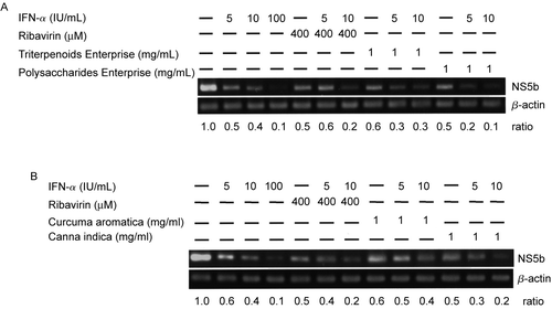 Figure 2.  Replication inhibition effect on Huh-7 cells containing an HCV subgenomic replicon by herbal extracts in combination with IFN-α. (A) Huh-7 cells (7 × 106/ml) containing an HCV subgenomic replicon were treated with Triterpenoids Enterprise (Shuang Hor Lingzhi®), Polysaccharides Enterprise (Shuang Hor Supreme Lingzhi®) alone or in combination with IFN-α for 48 h at the concentrations given in the figure, and 1 μg RNA was extracted to perform RT reactions and PCR for NS5B. (B) Huh-7 cells (7 × 106/ml) containing an HCV subgenomic replicon were treated with extracts of C. aromatica or C. indica alone or in combination with IFN-α for 48 h at the concentrations given in the figure, and 1 μg RNA was extracted to perform RT and PCR. RCR products (4 μl) were applied to a 1.5% agarose gel. As a negative control, 1 μg RNA was extracted from untreated Huh-7 cells containing the HCV subgenomic replicon (lane 1). As a positive control, RNA was also extracted from HCV-Huh-7 cells treated with IFN-α alone or in combination with ribavirin. Cell treatment at each concentration has been repeated in three separate experiments.