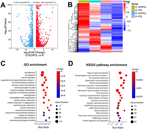 Figure 5 Transcriptome profiles of nerve regeneration driven by O-GO/PCL scaffold.