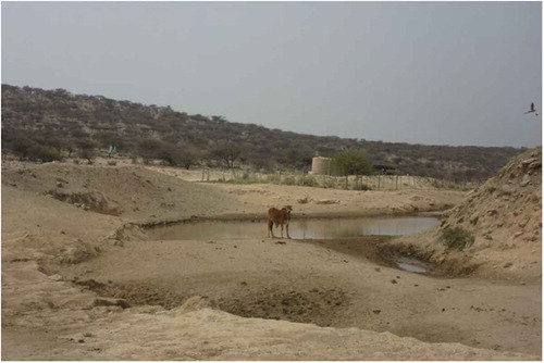 Figure 2. Cattle drinking runoff water from the Otuani mine (by Marcia Fargnoli).