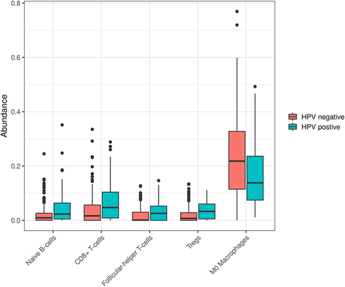 Figure 5. Relative abundance of pertinent immune cell types found in HPV-positive and negative tumors. CD8+ T cells, helper T cells, and naïve B cells were found to be more abundant in HPV-positive tumors. M0 macrophages were more abundant in the HPV-negative tumors.