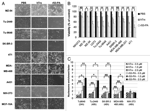 Figure 5. The rS3-PA induced downregulation of P-STAT3, which affects the proliferation and survival of cancer cells, but not of normal cells. (A) Different tumors and normal cells (NIH-3T3 and MCF-10A) were cultured in the presence of 1 µM Flag-hTrxΔcys (hTrx), rS3-PA or an equal volume of PBS. The medium was exchanged daily and the cells were photographed after 96 h of treatment. (B) Cancer cells and normal cells were transduced for 72 h with 1 µM hTrx or rS3-PA. The viability of PBS-treated control cells was considered 100% at 72 h for each cell line. (C) Cells were treated with rS3-PA, hTrx or PBS, for 24 h or 48 h. Cells were lysed and the enrichment of nucleosomes in the cytoplasm was determined in an ELISA-based assay (Cell Death Detection ELISA, Roche). The nucleosome enrichment factor was calculated according to the formula: Treated cells (A405nm – A490nm)/PBS control cells (A405nm – A490nm). The absorbance (A405) of control treated cells (PBS) was set to 1. Error bars in (B and C) represent SD. NS, not significant, *p < 0.05, **p < 0.01.