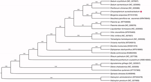 Figure 1. Maximum likelihood phylogenetic tree based on 23 complete chloroplast genomes. The number on each node indicates the bootstrap value. Solid star marks the newly sequenced C. aureobracteatum in this study.