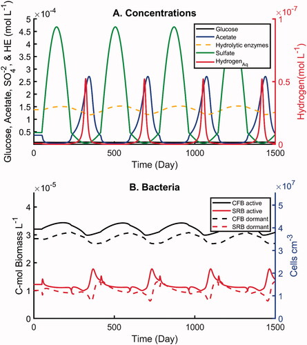 Figure 7. Simulations with imposed oscillations in sulfate concentration by one order of magnitude and one-year periodicity: (A) concentrations of electron-donors and hydrolytic enzymes, (B) active and dormant bacterial biomasses. All concentrations are in moles carbon per unit volume pore water, except sulfate and dihydrogen which is given in moles per unit volume pore water.