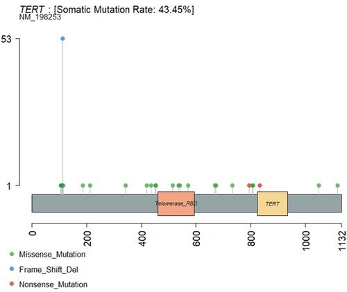 Figure 6 TERT mutation distribution.
