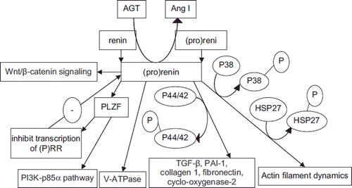 Figure 1. Pathways mediated by the (pro)renin receptor. (See text for explanations and abbreviations).